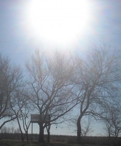 The sun beating down on dead trees. Photo Credit: Sarah Baker 