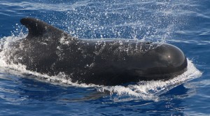 The pilot whale is the most hunted specie in the Faroe Islands.  Photo Credit: Wikimedia Commons