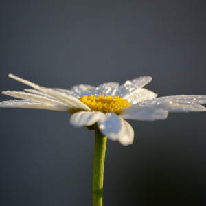 Daisy sits in the sun