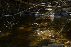 Branches dip into a stream. Photo Credit: Katie Reed