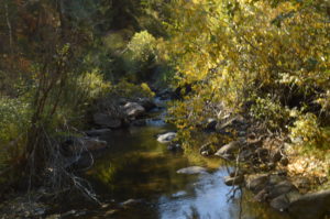 Leaves turn yellow over a small creek. Photo Credit: Katie Reed