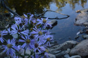 Some flowers fight the cold weather near a creek. Photo Credit: Katie Reed
