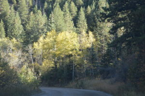 Aspen trees start to turn yellow against evergreens behind Horsetooth Rock. Photo Credit: Greenley Slater